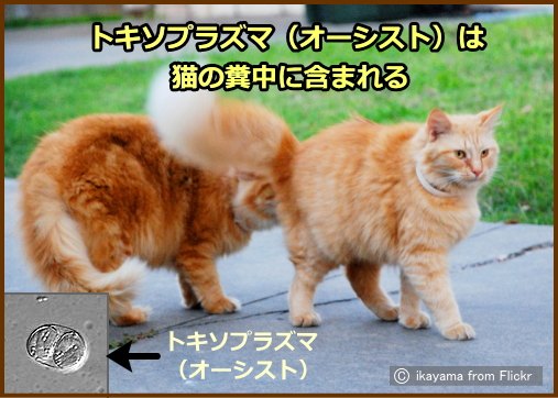 トキソプラズマ（オーシスト）は猫の糞便を解して人間にも感染するため、注意が必要