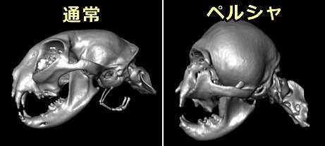 短いマズルにより下顎骨の成長が阻害されて弓なりにしなってしまう