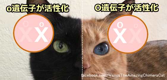 顔の右と左でまったく別の被毛色を発現した猫・ヴィーナス