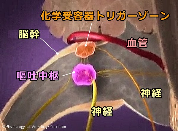 人間や猫の脳幹における嘔吐中枢の模式図