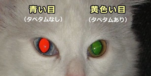 左右で異なる色を持つ猫では、タペタム機能がない青い目の方でだけ赤目現象が生じる
