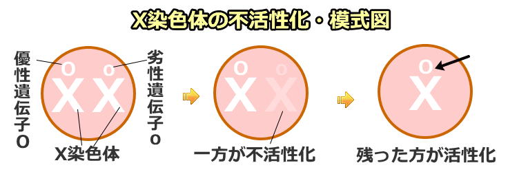 X染色体の不活性化・模式図