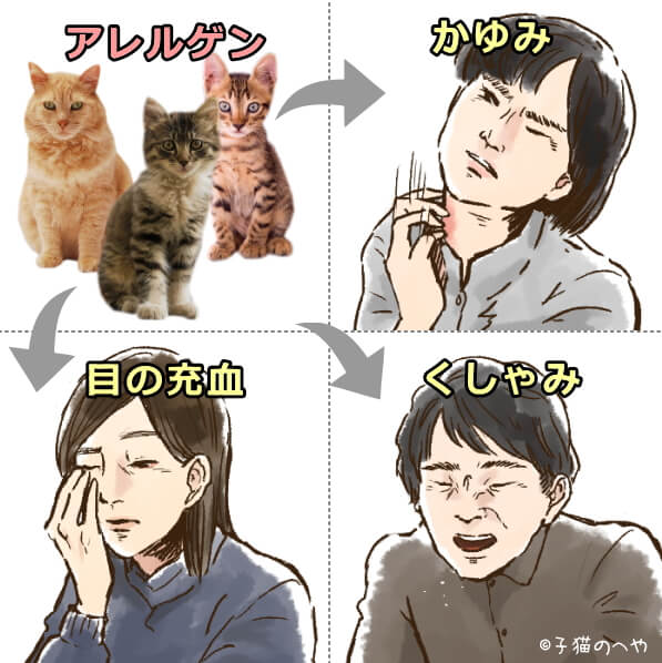 猫の発するアレルゲンに反応して発症するのが猫アレルギー