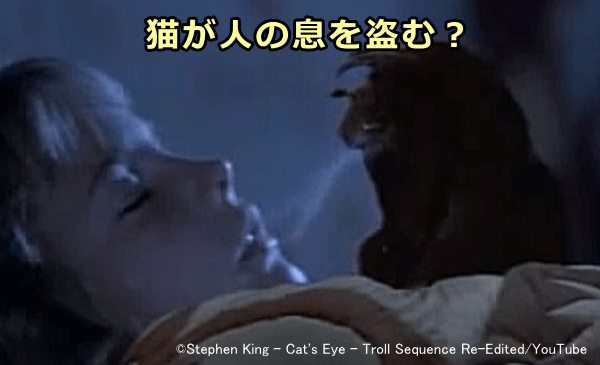 猫が赤ん坊の息を吸い取るという迷信の元は猫アレルギー?