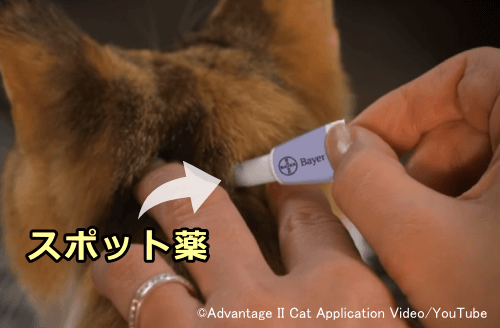 猫用ノミダニ薬は首筋に垂らすスポットタイプが主流