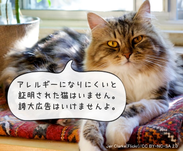 科学的に「アレルギーになりにくい」と証明された猫の品種は存在しない