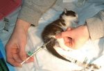 猫は病院の診察台に乗せられ、ワクチン注射を受けます。