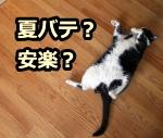 猫が仰向けになっておなかをさらけ出しているときは、安楽のサインなのか夏バテの徴候なのかをしっかりと見極める