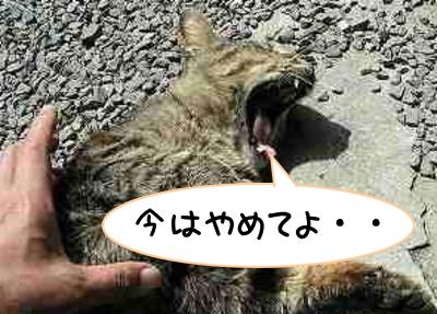 「寝ている猫をなでたらあくびをする」・解答と解説