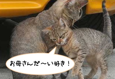 猫 しっぽ 立てる