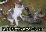 子猫同士の社会的遊びで見られる「スタンドアップ」と「ベリーアップ」