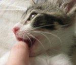 子猫の頃の甘噛み癖が矯正されないと、成猫になっても人の体を噛んでくる