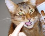 子猫時代の口唇吸引が足りないと、成猫になってからも吸い付き行動が見られる