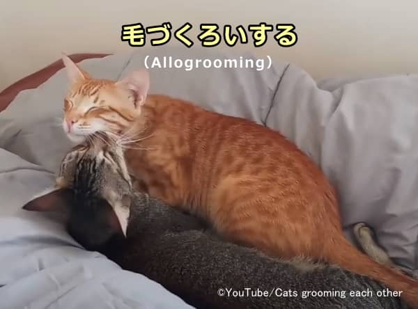 2頭の猫が見せる親和行動～相互グルーミング（Allogrooming）