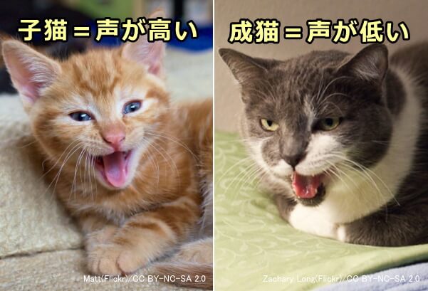 猫の声の種類と意味 完全ガイド ネコ語に含まれる気持ちから声変わりの原因まで 子猫のへや