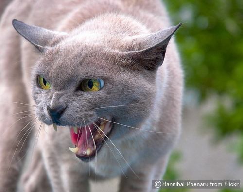 猫の怒り顔