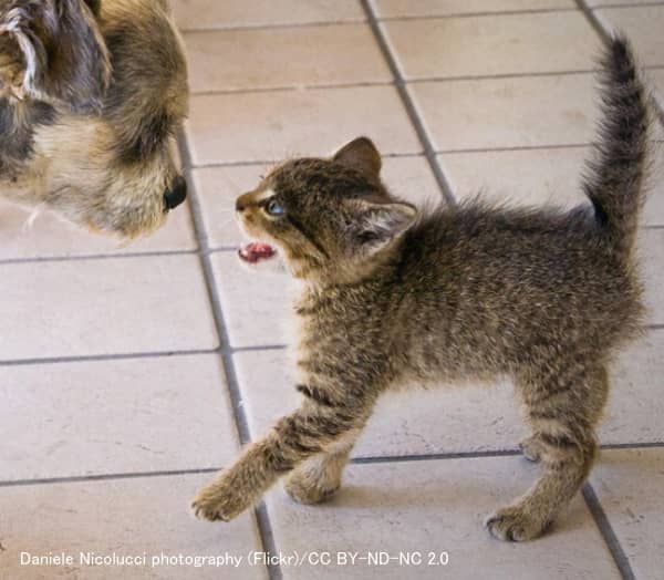 ハロウィン状態になっているときの猫の姿勢