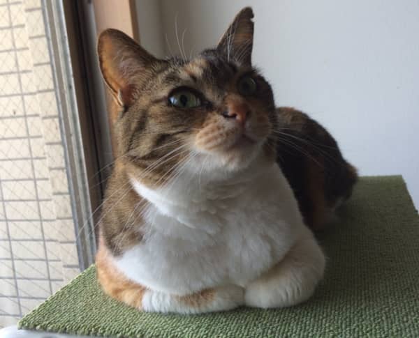 香箱座りしているときの猫の姿勢
