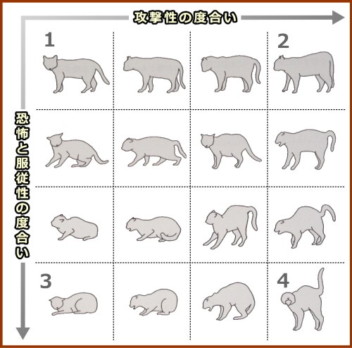 猫の行動学者であるLeyhausenが1975年に作成した、典型的な猫の姿勢一覧図