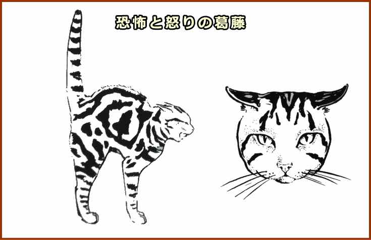 怖がっているときの典型的な猫の姿勢