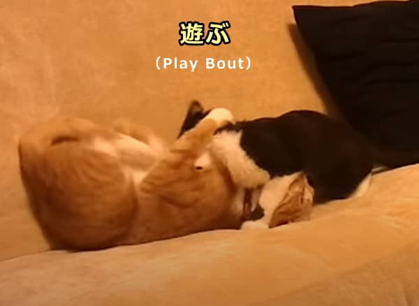 2頭の猫が見せる親和行動～社会的遊び（Social Playing）