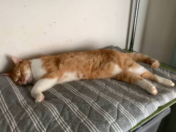 横寝しているときの猫の姿勢