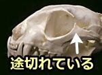 猫の眼窩は一部が途切れ、線維性の組織に置き換わっている