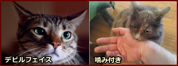 猫がマッサージをやめてほしいときに見せるサインいろいろ