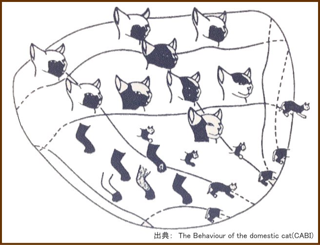 猫の脳内における触覚支配領域