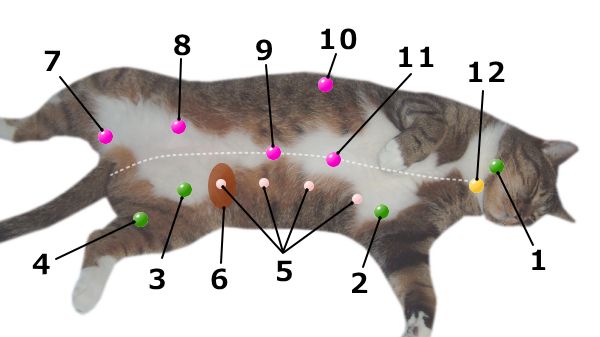 猫の体表面い現れやすいしこりや腫瘤の一覧