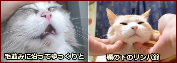 猫マッサージの実践テクニック 基本モーションから部位別の注意点まで 子猫のへや