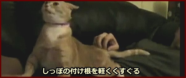 猫のしっぽの付け根をくすぐるように軽くなでてあげます。