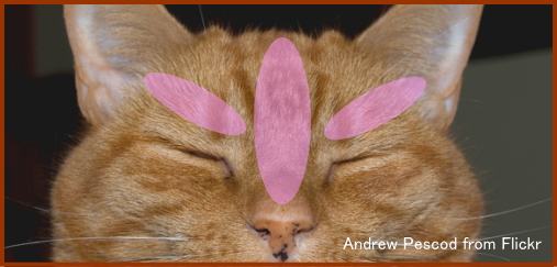 猫の顔周辺で指圧が適用できる部位