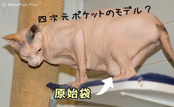 猫の下腹部に見られる「プライモーディアルパウチ」（原始袋）