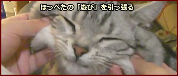 猫の頬付近にある遊びを左右にゆっくりと引っ張り、緩やかにリリースします。