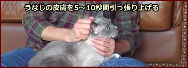 猫のうなじ付近の皮膚を大きくつかみ、そのまま5～10秒間引っ張り上げます。