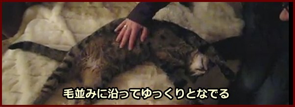 猫のおなかの毛並みに沿ってゆっくりと手を動かします。