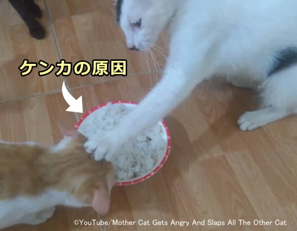 食事資源が限られていると猫同士の不要な争いが勃発する