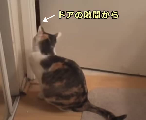 猫を初めて顔合わせさせるときは接触できないようドアの隙間から