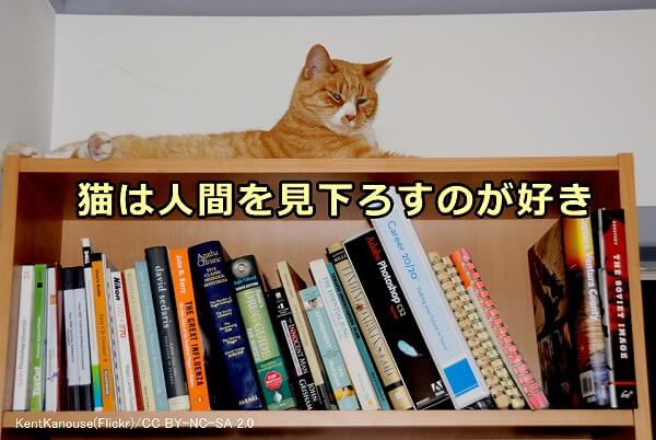 猫は周囲を見下ろせる人間の目線よりも高い場所で安心する