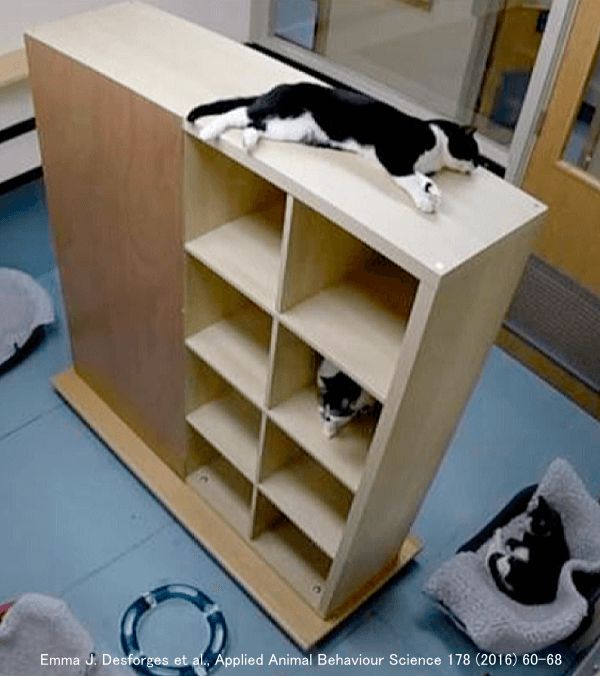 棚の存在は多頭飼育されている猫たちの自由空間を増やす