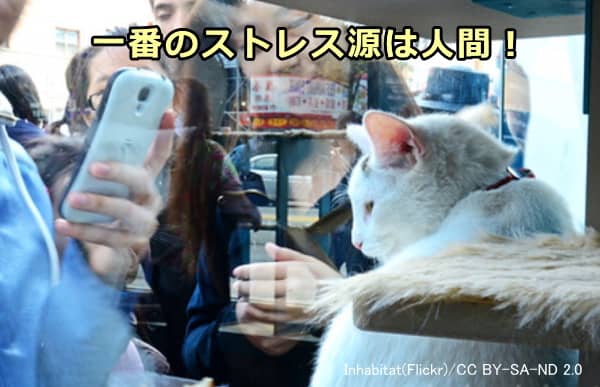 多頭飼育家庭における猫の一番のストレス源は人間