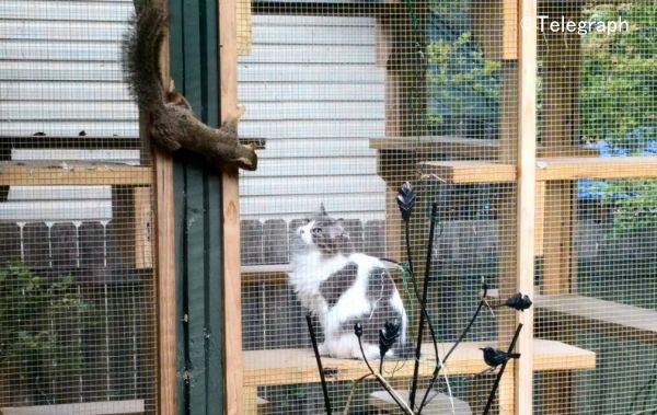 囲いの中にいても猫と他の動物が接する可能性はゼロではない