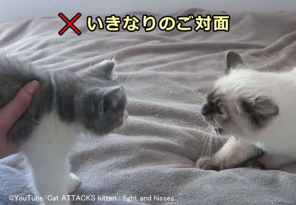 初対面の猫同士を飼い主がいきなり強制的に顔合わせさせるのは絶対のNG行為