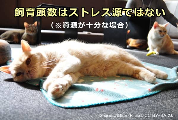 空間や食料と言った1頭当たりの資源が十分な場合、猫の飼育頭数はストレス源にはならない