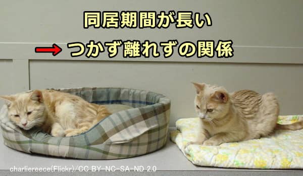 猫の同居期間が長いと敵対的な行動と親和的な行動の両方が減る