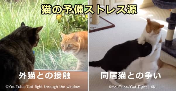 人間が気づきにくい猫のストレス源