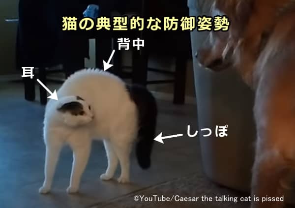 猫が見せる典型的な防御姿勢