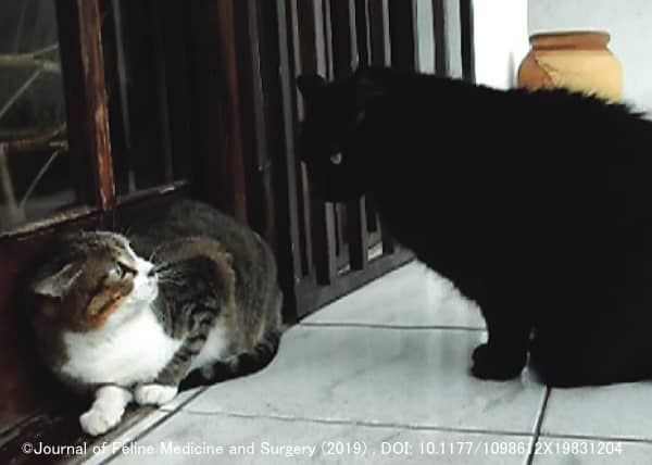 飼い主による不用意な顔合わせが猫同士の攻撃行動を助長する危険性がある