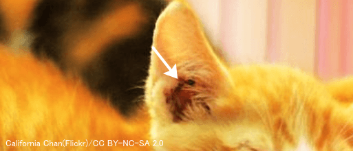 不健康な子猫では耳の中に黒っぽい分泌物が溜まっている